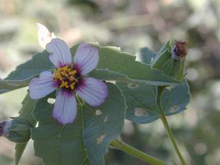 A. incanum (EBG)