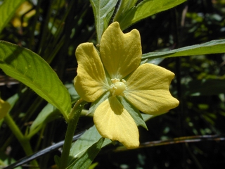 Kamole is a common wetland plant