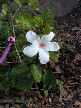 Flower on a young koki`o ke`oke`o (EBG)