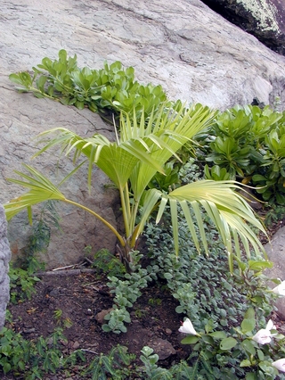 young loulu near the base of Na Pohaku