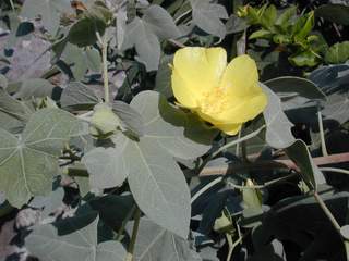 ma`o (Hawaiin cotton)(EBG)