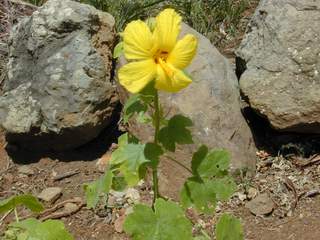 Hawai`i State flower (EBG)