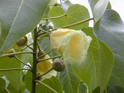 milo (EBG)