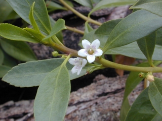 bastard sandalwood