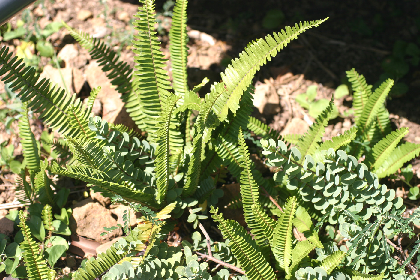sword fern
