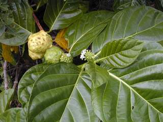 noni (EBG)