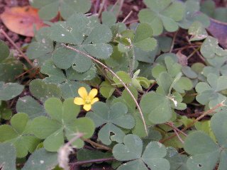 `Ihi`ai is a common 'weed'