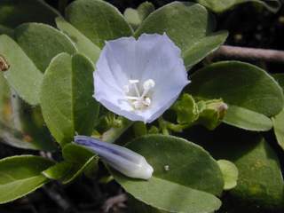 Pa`uohi`iaka (EBG)