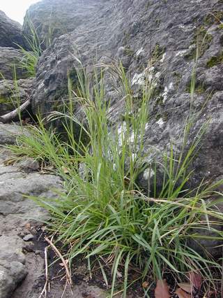 pili grass (EBG)