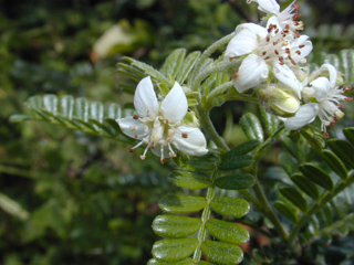 Ulei in flower