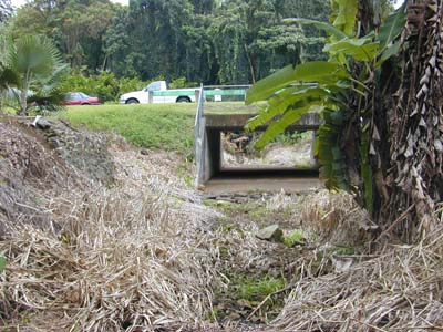 Photo 8 -- Kamo`oali`i Stream at Hoomaluhia Botanical Garden access road