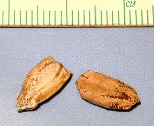 unknown gourd seeds