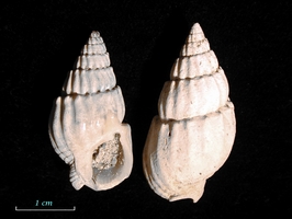 Nassarius hirtus