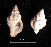 Peristernia chlorostoma