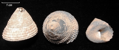Trochus intextus
