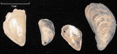 Brachidontes crebristriatus