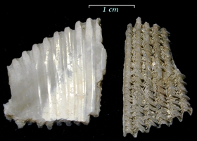 Trachycardium orbita