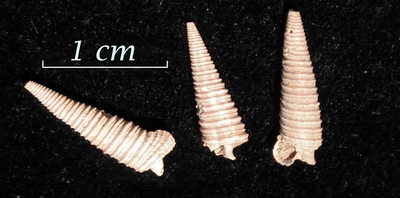 Viriola sp.