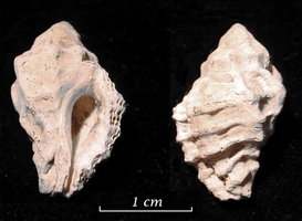 Muricidrupa funiculus