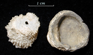 Chama fibula